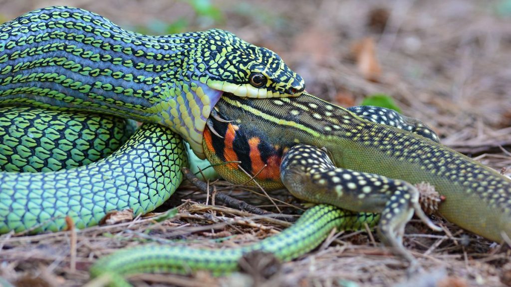 What Do Snakes Eat: Small vs Large Snake Feeding Habits