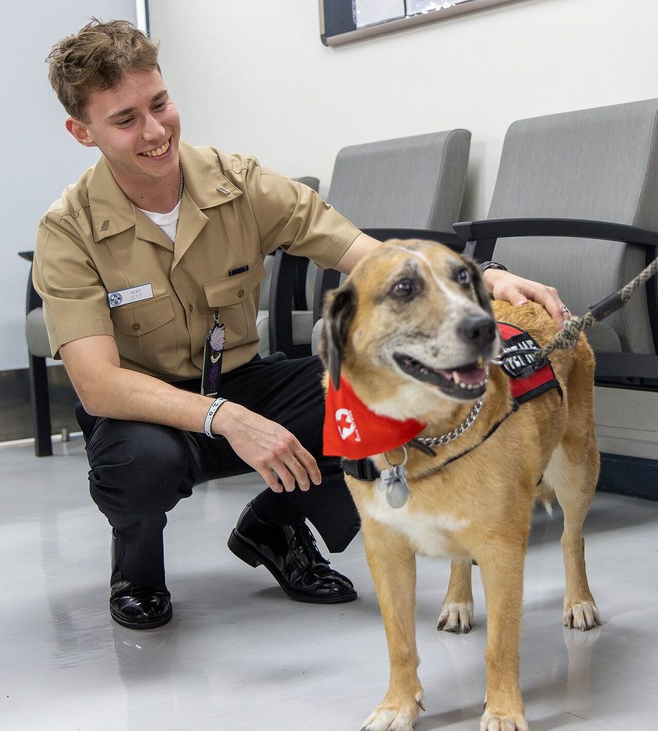 Your Dog’s Gut May Be Steering Its Behaviour. Science Is Paying Attention A therapy dog sitting with its handler